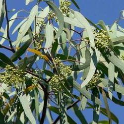Eucalyptus. Läkande egenskaper hos ett unikt träd