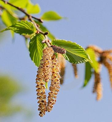 terapeutiska egenskaper hos björkknoppar