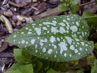 Medunica officinalis: användbara egenskaper och tillämpning