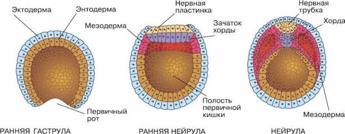 mänskligt embryo 