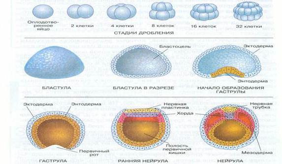 stadier av embryonal utveckling