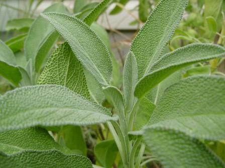 Användbara egenskaper och tillämpning av salvia läkemedel