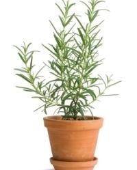 Rosemary: användbara egenskaper 