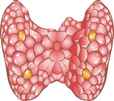 Thyroxin och triiodothyronin syntetiseras på basis av