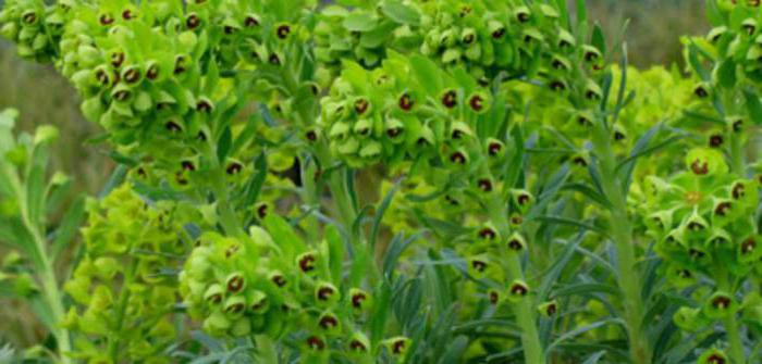 Hur har gräset euphorbia trädgården